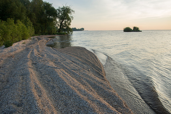 Zebra Mussel Shell Shore