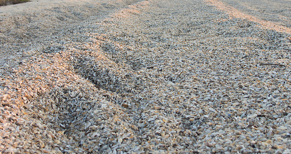 Zebra Mussel Shell Shore