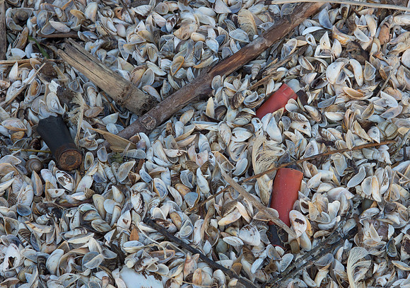 Shotgun Shell