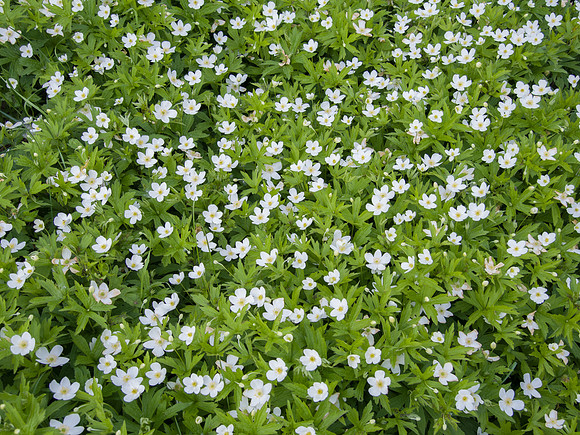 Tall Thimbleweed Anemone virginiana group