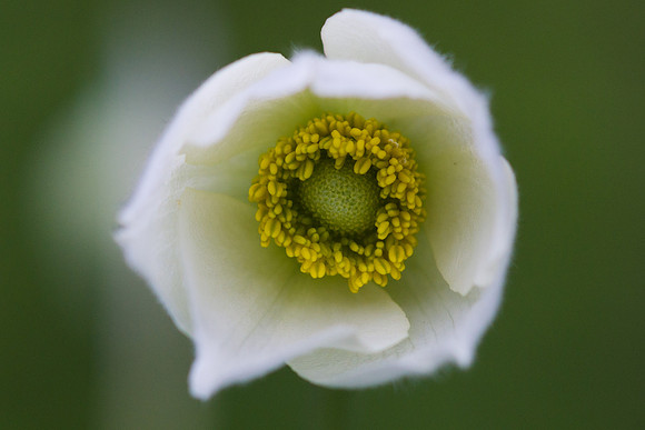 Tall Thimbleweed flower opening