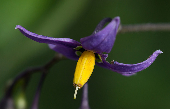 Climbing Deadly Nightshade