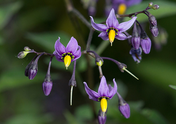 Nightshade Solanum dulcamara