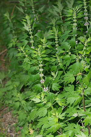 Motherwort Leonurus cardiaca plant