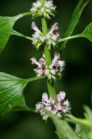 Motherwort Stem Flowers