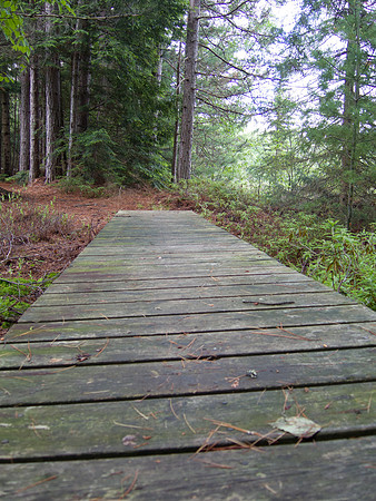 Hiking Trail Boardwalk