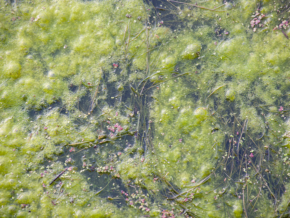 Close up of filamentous algae