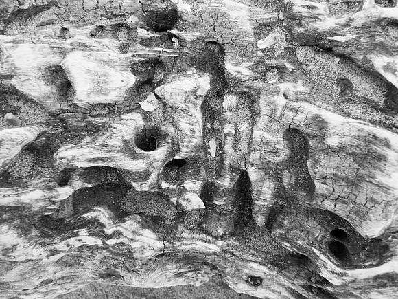 Insect Galleries in Wood