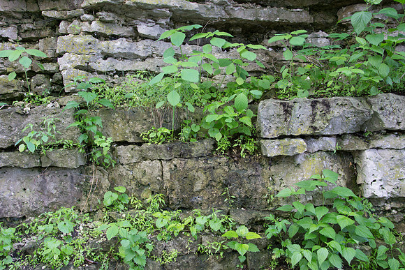 Plants on Rock Cliff