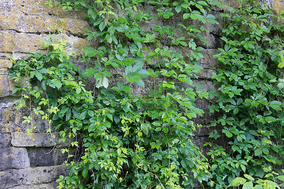 Plants on Rock Cliff