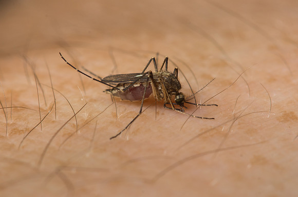 Biting Mosquito