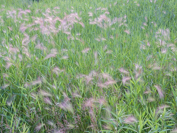 Foxtail Barley Grass Hordeum jubatum