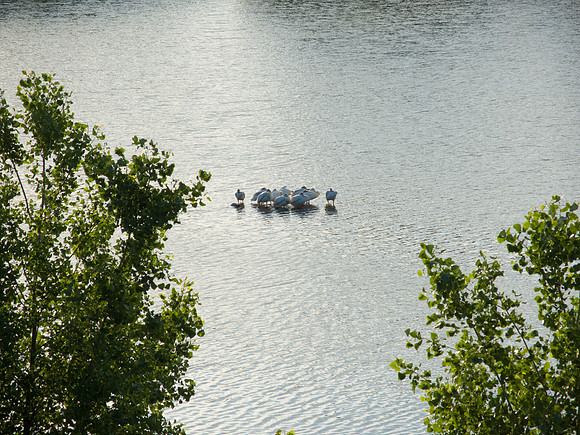 Sleeping White Pelicans