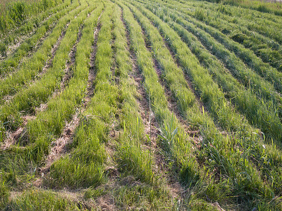 Grass Rows