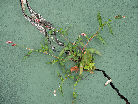 Weeds in Tennis Court