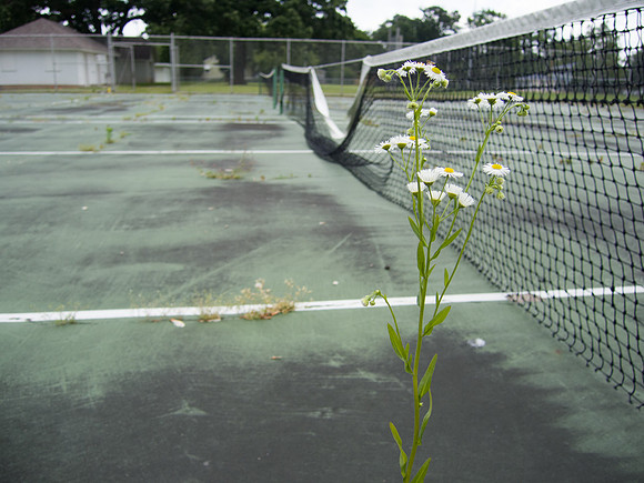Daisy in Tennis Court