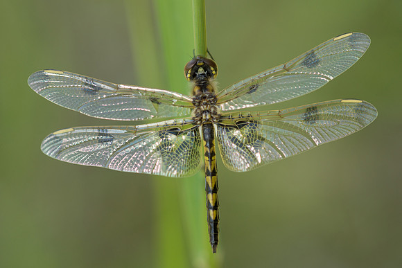Calico Pennant Dragonfly Celithemis elisa