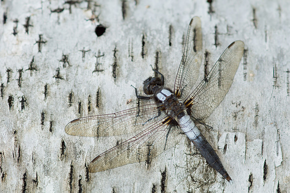 Corporal Dragonfly Ladona julia