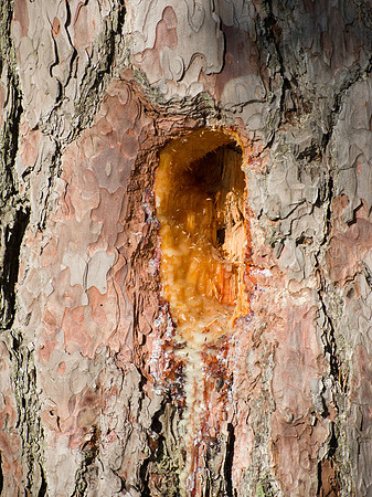 Pine Resin Hole