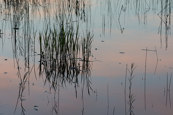 Grass Lake Reflection