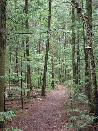 Hiking Trail Forest