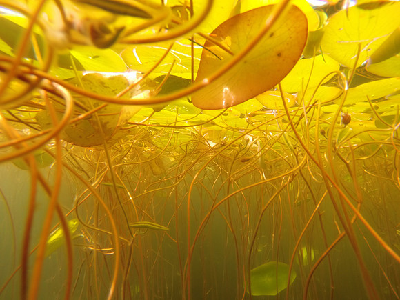 Underwater view of Water-shield