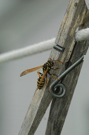 Paper Wasp Making Paper