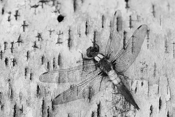 Corporal Dragonfly Ladona julia