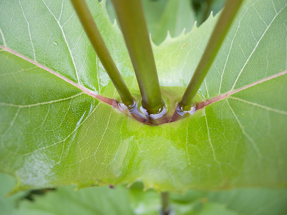 Cup Plant Leaf Water