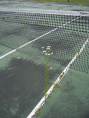 Daisy In Tennis Court