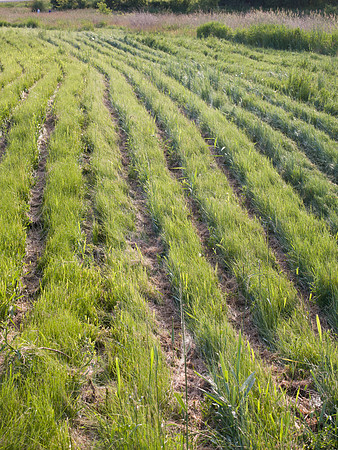 Grass Rows