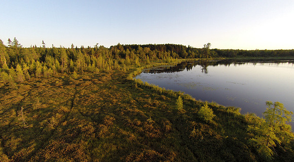 Lakeside Bog