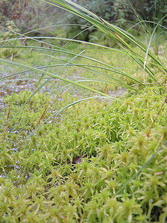 Moss Landscape