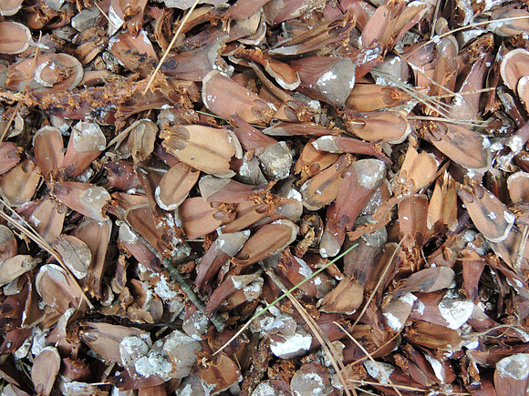 Pine Cone Scale Pile
