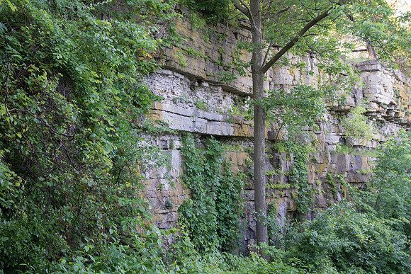 Plants on Rock Cliff