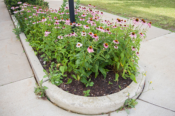 Purple Coneflower Path