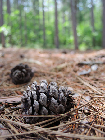 Red Pine Cone Forest Floor