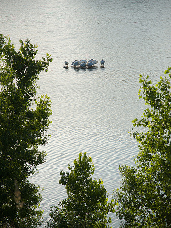 Sleeping White Pelicans