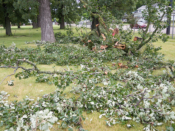 Storm Damage Tree