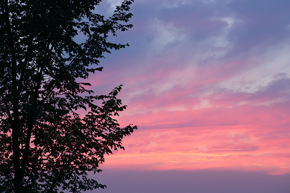 Tree silhouette at sunset