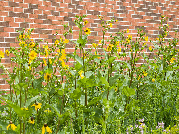 Urban Prairie