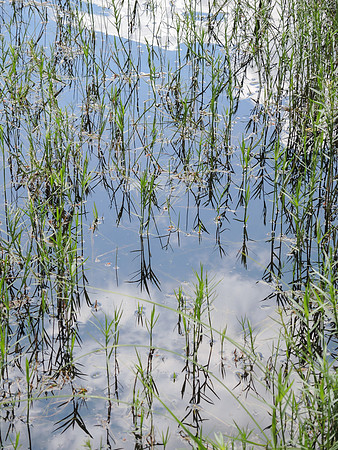 Water Plant Reflection