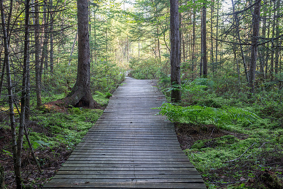 Boadwalk Conifer Swamp