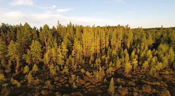 Conifer Swamp Edge