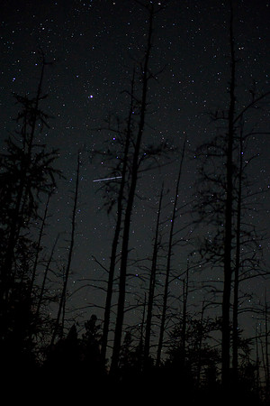 Dead Trees and Stars