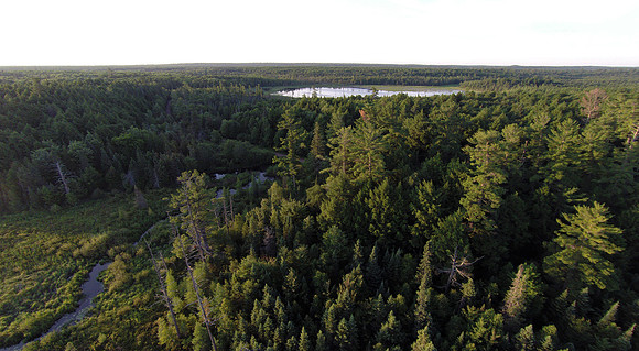 Forest Lake