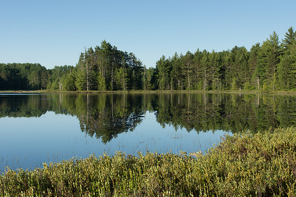 Forest Reflection