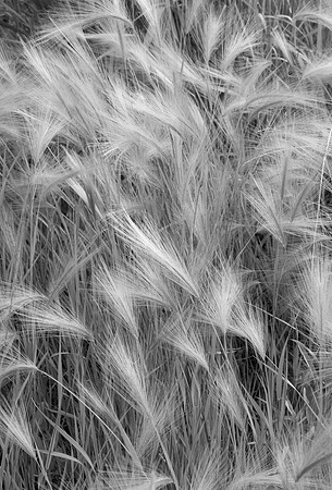 Foxtail Barely GrassHordeum jubatum