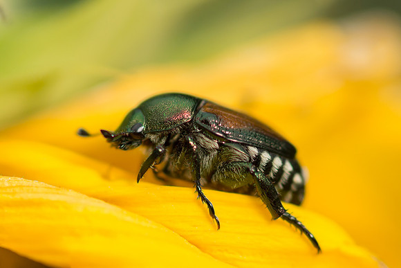 Japanese beetle Macro