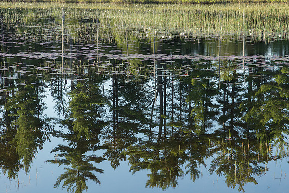 Pine Tree Reflection